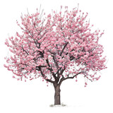 Cherry tree on isolated background