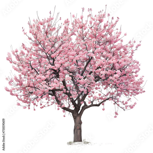 Cherry tree on isolated background