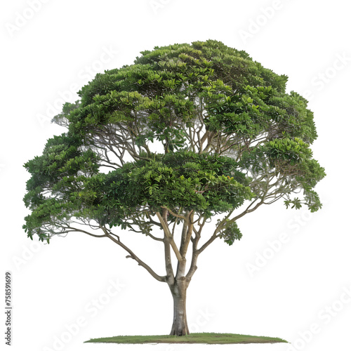 Kauri tree on isolated background