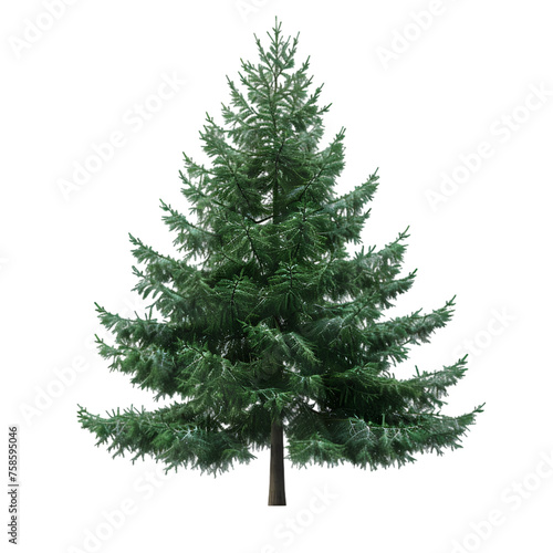 Spruce tree on isolated background