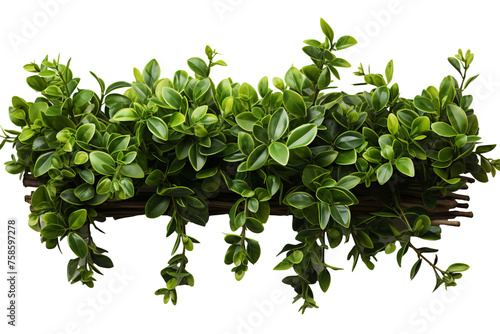 Euonymus hedge photo