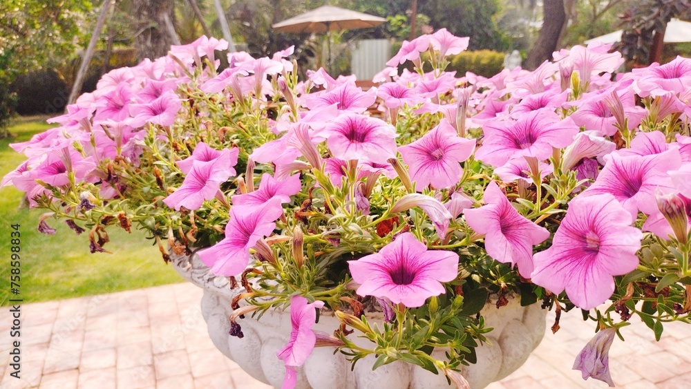 bouquet of flowers in the garden