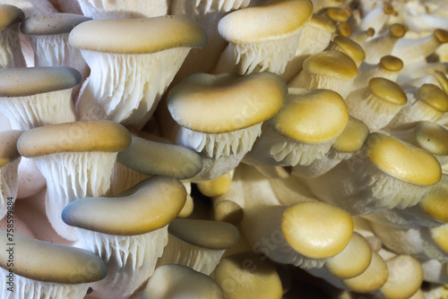 фотографія Oyster mushroom - Pleurotus ostreatus