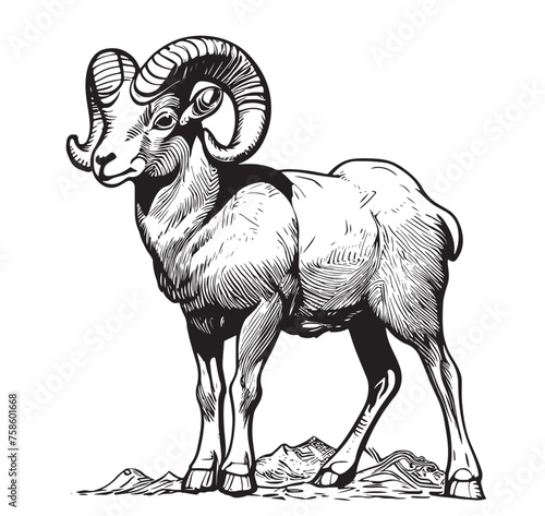 Mountain sheep. Sketchy, black and white, hand-drawn portrait of a mountain sheep on a white background.