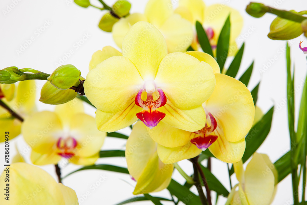 Fototapeta premium the flower of orchid