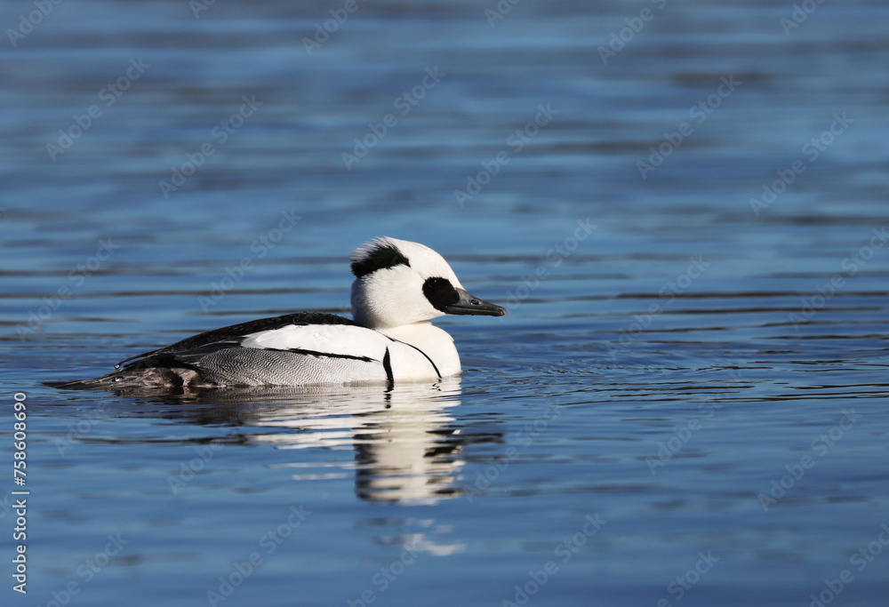 Fototapeta premium Smew