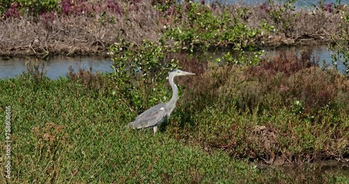 Facing right as the camera tilts upwards following its movement as it straightens up its body, Grey Heron Ardea cinerea, Thailand photo