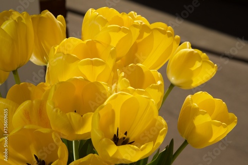 Yellow tulips and blue sky photo