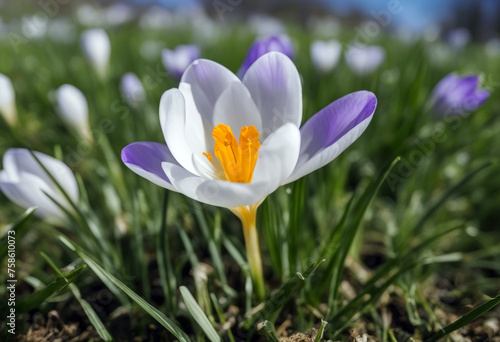 sky blue Single white green crocus grass flower Spring Background Summer Nature Easter Leaf Sun Floral Beauty Garden Color Plant Colorful Environment Growth Field