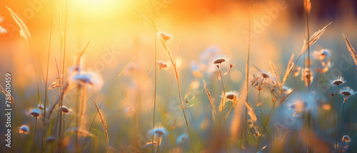 Vast fields of summer wild floral flowers with beautiful golden light blur bokeh effects