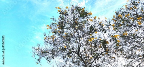 tree top view sky and cloud for background, and yellow flower, Yellow trumpetbush © Thaweesup