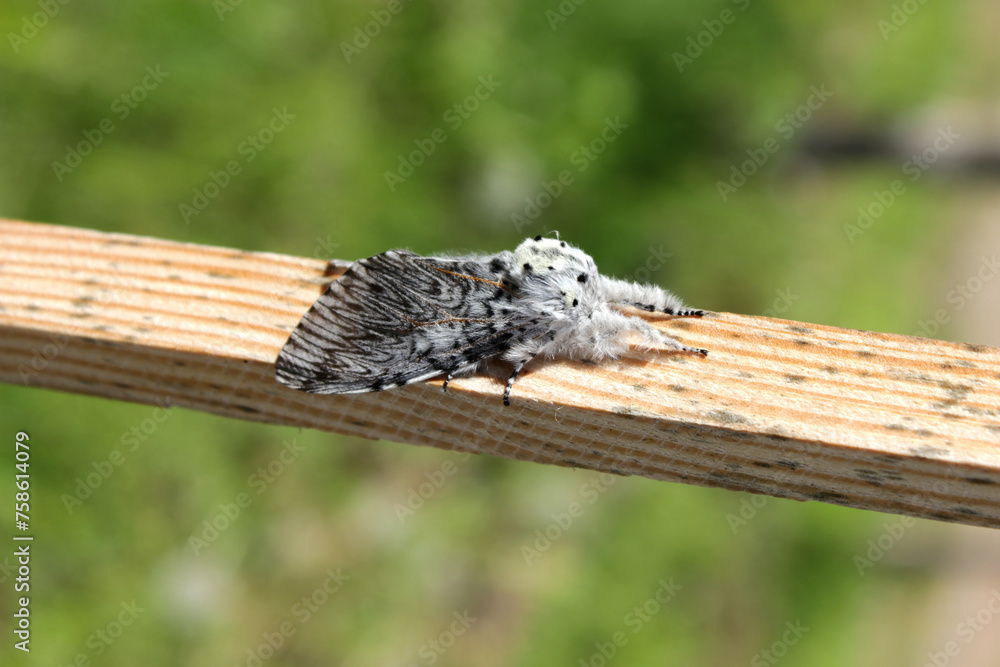 Puss moth butterfly (Cerura vinula) resting daytime on a wooden slat close up natural conditions, sunny day, summer, Europe Puss moth butterfly (Cerura vinula) resting daytime on a wooden slat close up natural conditions, sunny day, summer, Europe