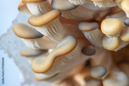Oyster mushroom - Pleurotus ostreatus photo