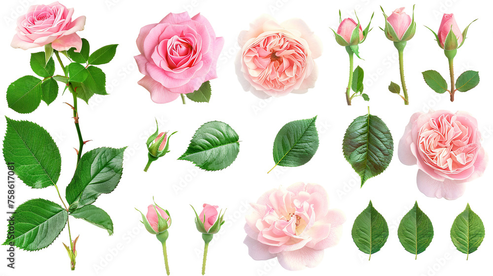 Exquisite Collection of Isolated Roses on Transparent Background - Captivating Floral Beauty for Your Designs, Ideal for Romantic Themes, Valentine's Day, and Botanical Concepts Exquisite Collection of Isolated Roses on Transparent Background - Captivating Floral Beauty for Your Designs, Ideal for Romantic Themes, Valentine's Day, and Botanical Concepts