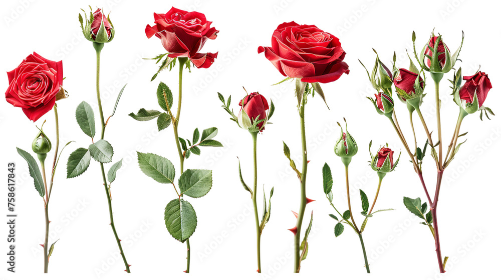 Exquisite Collection of Isolated Roses on Transparent Background - Captivating Floral Beauty for Your Designs, Ideal for Romantic Themes, Valentine's Day, and Botanical Concepts Exquisite Collection of Isolated Roses on Transparent Background - Captivating Floral Beauty for Your Designs, Ideal for Romantic Themes, Valentine's Day, and Botanical Concepts