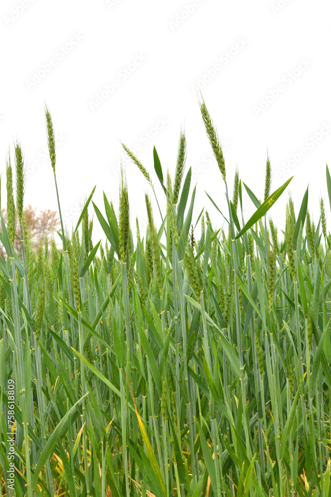 Green wheat field close up image, Green Wheat whistle, Wheat bran fields, agriculture, wheat field Pakistan, closeup of green cereal field Green wheat field close up image, Green Wheat whistle, Wheat bran fields, agriculture, wheat field Pakistan, closeup of green cereal field