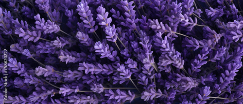 Top view background of bunch of blooming purple Lavender flowers floral petals plant created with Generative AI Technology