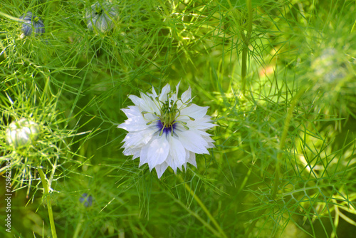 Jungfer im Grünen,  Nigella damascena photo