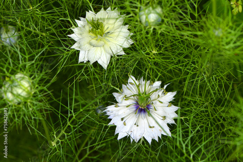 Jungfer im Grünen,  Nigella damascena photo