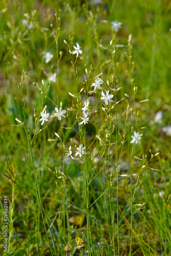 Rispige Graslilie, Anthericum ramosum Rispige Graslilie, Anthericum ramosum