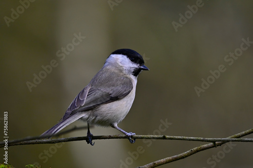 Marsh tit // Sumpfmeise (Poecile palustris) photo