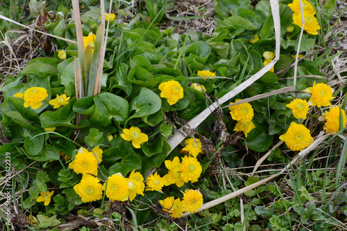 Gefülltblühende Sumpfdotterblume, Caltha palustris 'Multiplex' photo