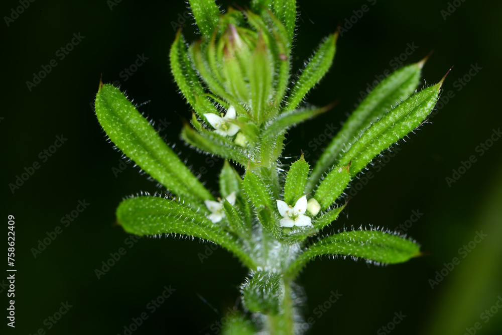 Klettenlabkraut, Galium aparine Klettenlabkraut, Galium aparine