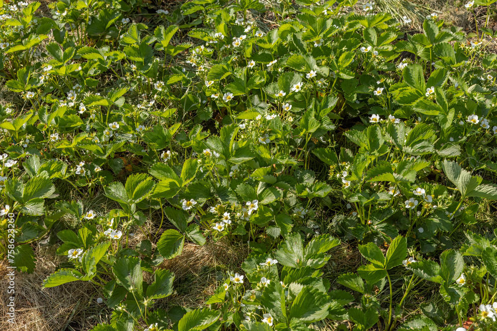 Plants of blossoming strawberries on the garden beds. Plants of blossoming strawberries on the garden beds.