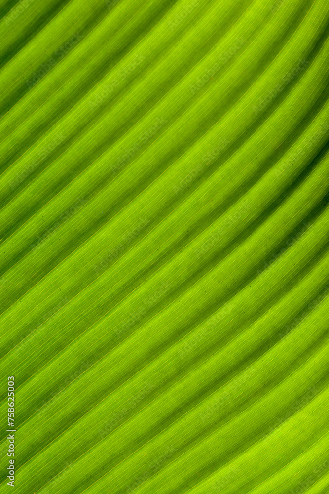 Banana tree leaf. Can be used as background Banana tree leaf. Can be used as background