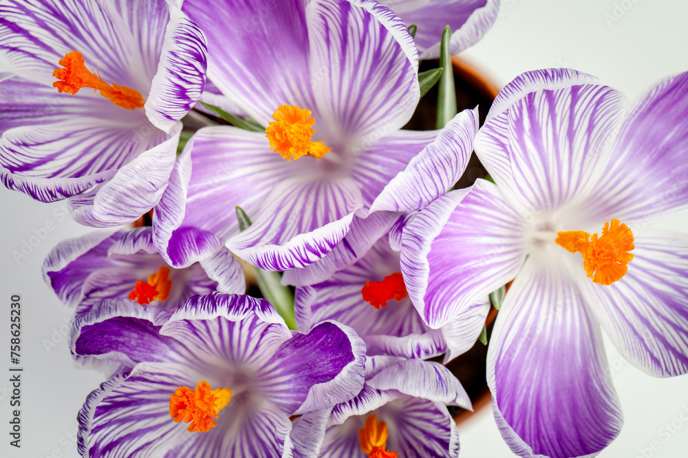 Crocus flowers on white background Crocus flowers on white background
