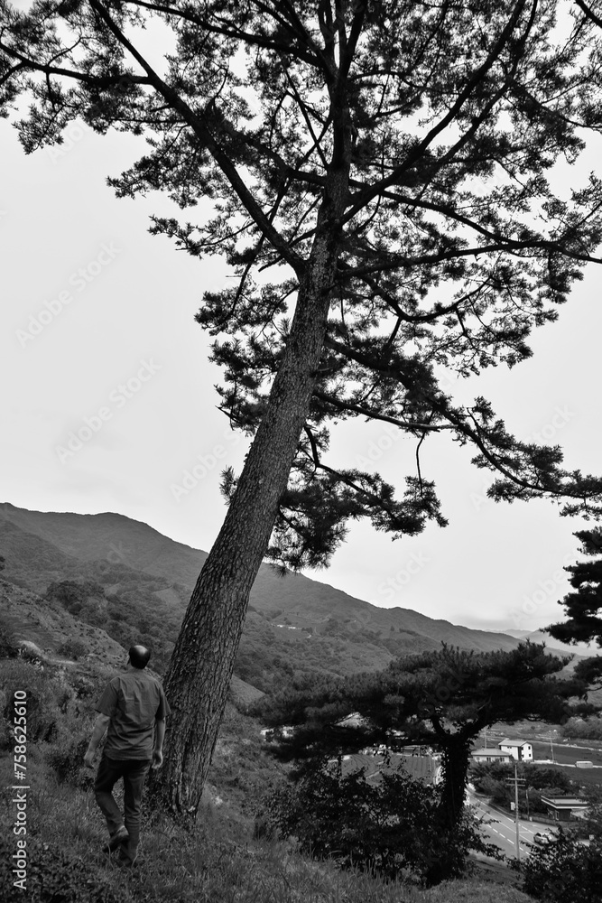 Fototapeta premium tree in the fog