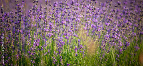 Branches of flowering lavender.