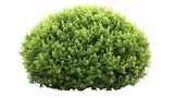 buxus sempervirens around by greenery. isolated on white background. png