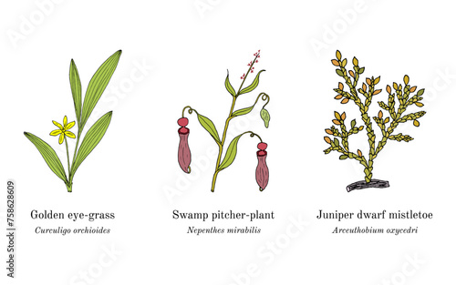 Collection of edible and medicinal plants