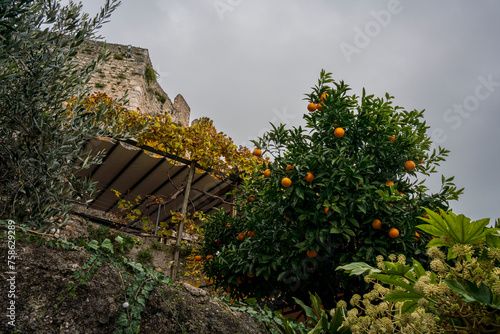 Italian Yard with Orange Trees during Autumn with bottom up view to a cloudy sky