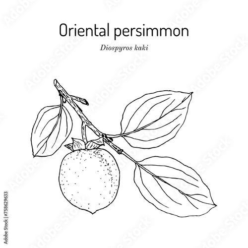 Oriental or Japanese persimmon (Diospyros kaki), edible and medicinal plant