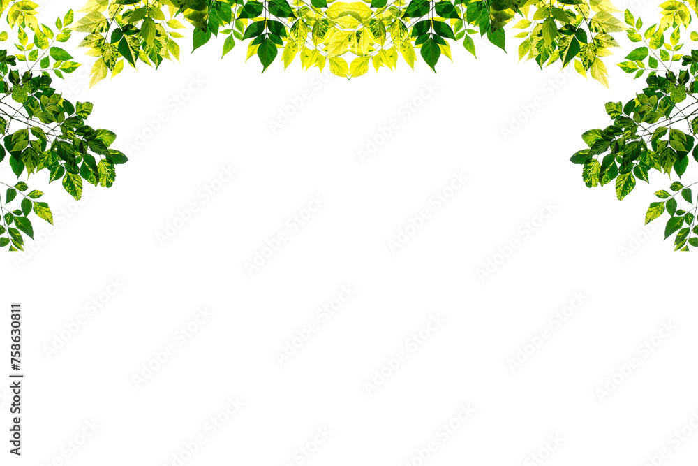Green leaves frame isolated on white background Green leaves frame isolated on white background