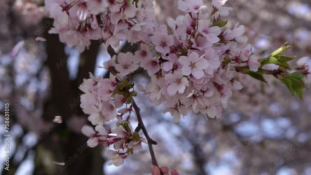 Blooming trees in spring. Trees in pink flowers. Blooming trees in spring. Trees in pink flowers.