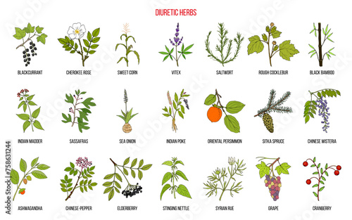 Best diuretic plants collection. Hand drawn vector illustration