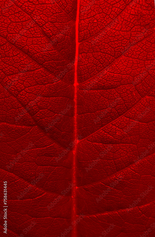 Obraz premium Red leaf texture.