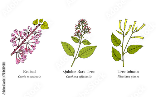 Collection of edible and medicinal plants