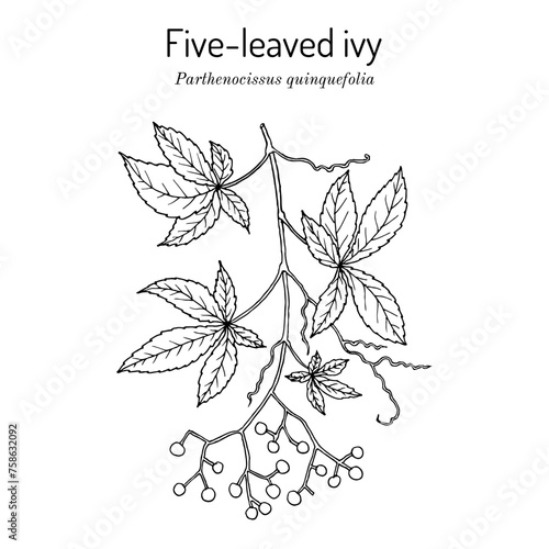 Five-leaved ivy, or Virginia creeper (Parthenocissus quinquefolia), ornamental and medicinal plant