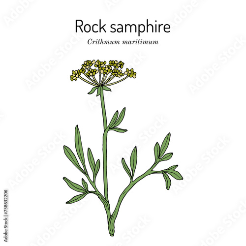 Rock Samphire (Crithmum maritimum), edible and medicinal plant. Hand drawn vector illustration photo