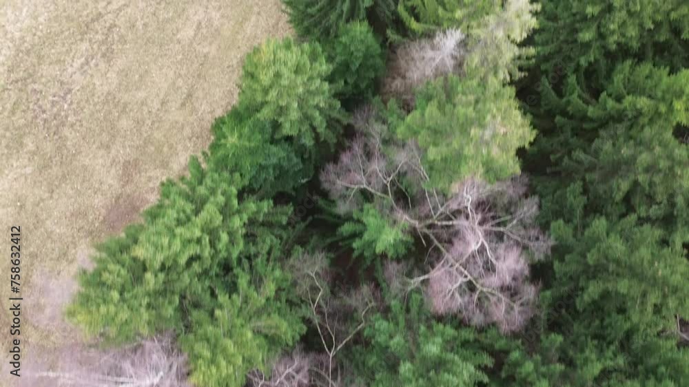Aerial top down view drone fly along forest next to field Aerial top down view drone fly along forest next to field