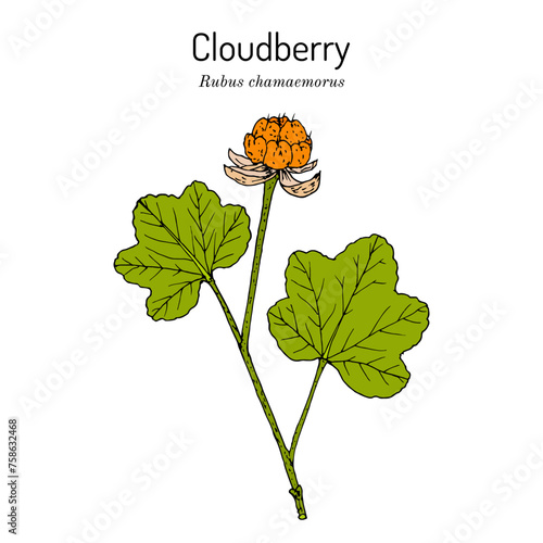 Cloudberry (rubus chamaemorus), or bakeapple, knotberry, low-bush salmonberry, edible and medicinal plant.