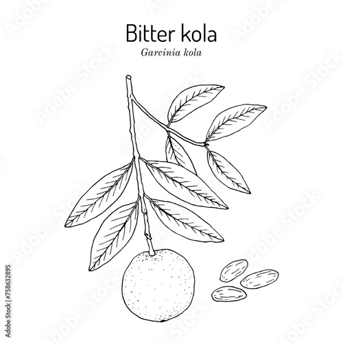 Bitter Kola (Garcinia kola), edible and medicinal plant. Hand drawn vector illustration