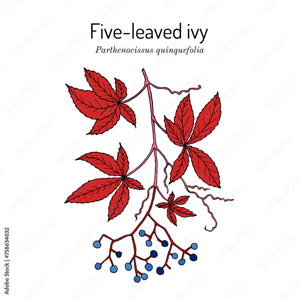 Five-leaved ivy, or Virginia creeper (Parthenocissus quinquefolia), ornamental and medicinal plant - obrazy, fototapety, plakaty 