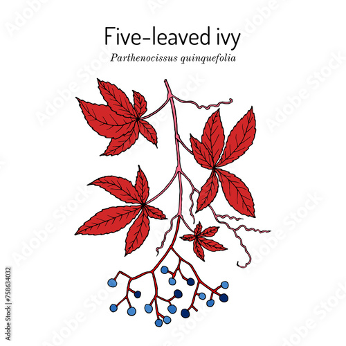 Five-leaved ivy, or Virginia creeper (Parthenocissus quinquefolia), ornamental and medicinal plant