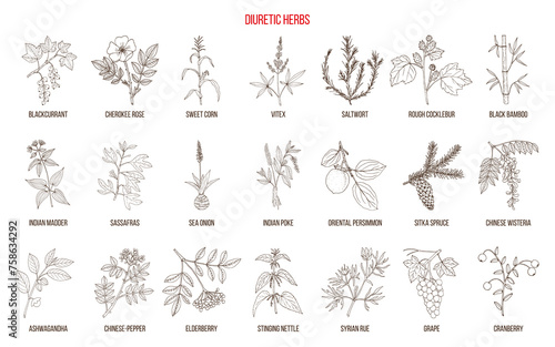 Best diuretic plants collection. Hand drawn vector illustration