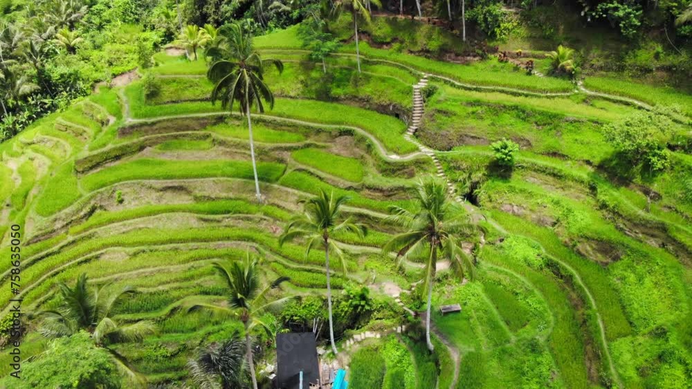 Green and lush rice terraces of Tegallalang on Bali island, Indonesia. Aerial dolly and tilt-down shot showcasing their unique beauty. Green and lush rice terraces of Tegallalang on Bali island, Indonesia. Aerial dolly and tilt-down shot showcasing their unique beauty.